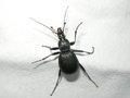 Cychrus caraboides